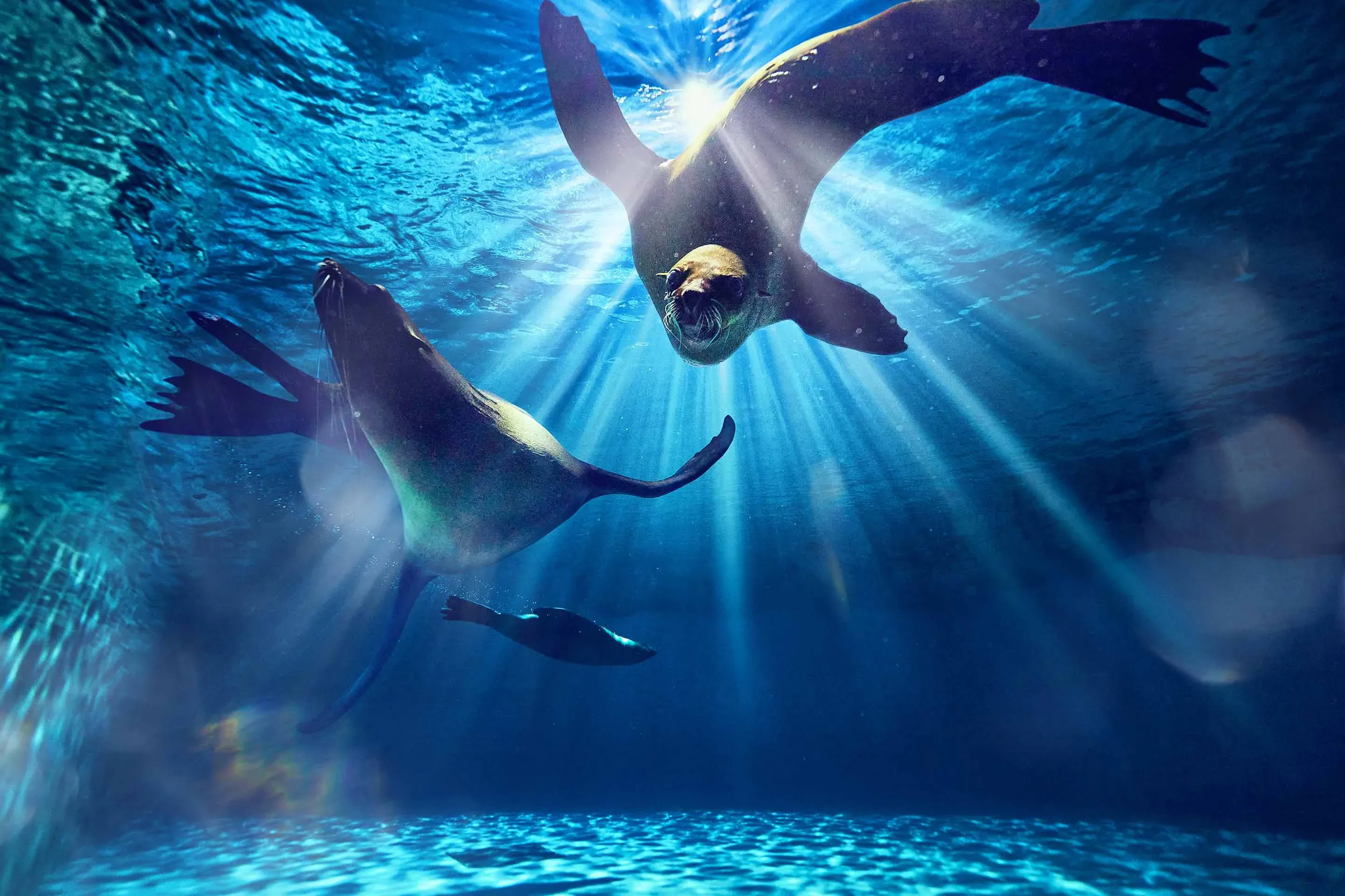 Sealions at Aquaventure World