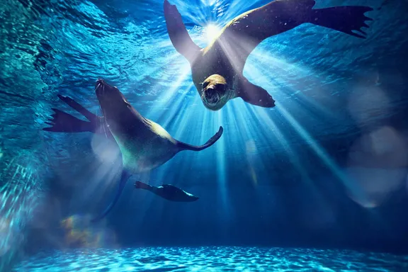 Sealions at Aquaventure World