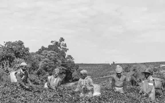 A group of people picking tea at One&Only Nyungwe House