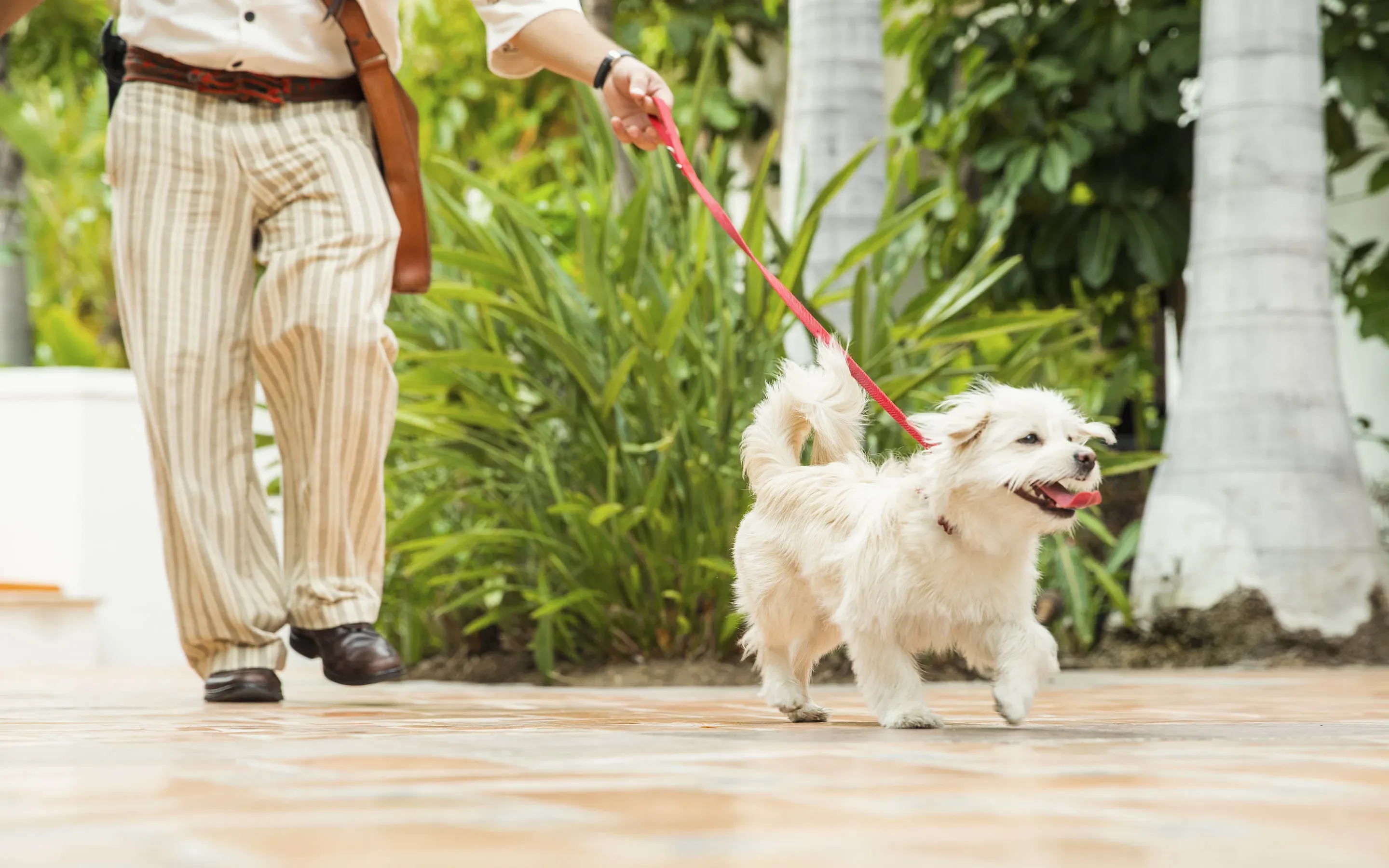 Man walking a dog at One&Only Palmilla