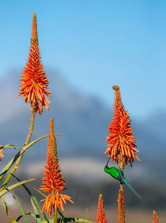 Malachite Sunbird pecking on a vibrant orange aloe vera flower at One&Only Cape Town
