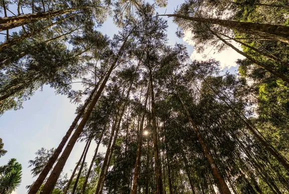 Forest View at One&Only Gorilla's Nest