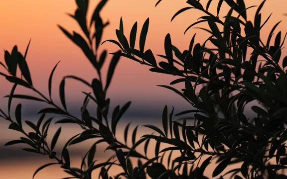 Olive Trees at 101 at One&Only The Palm, Dubai