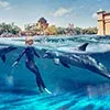 Dolphin Experiences in Atlantis Aquaventure