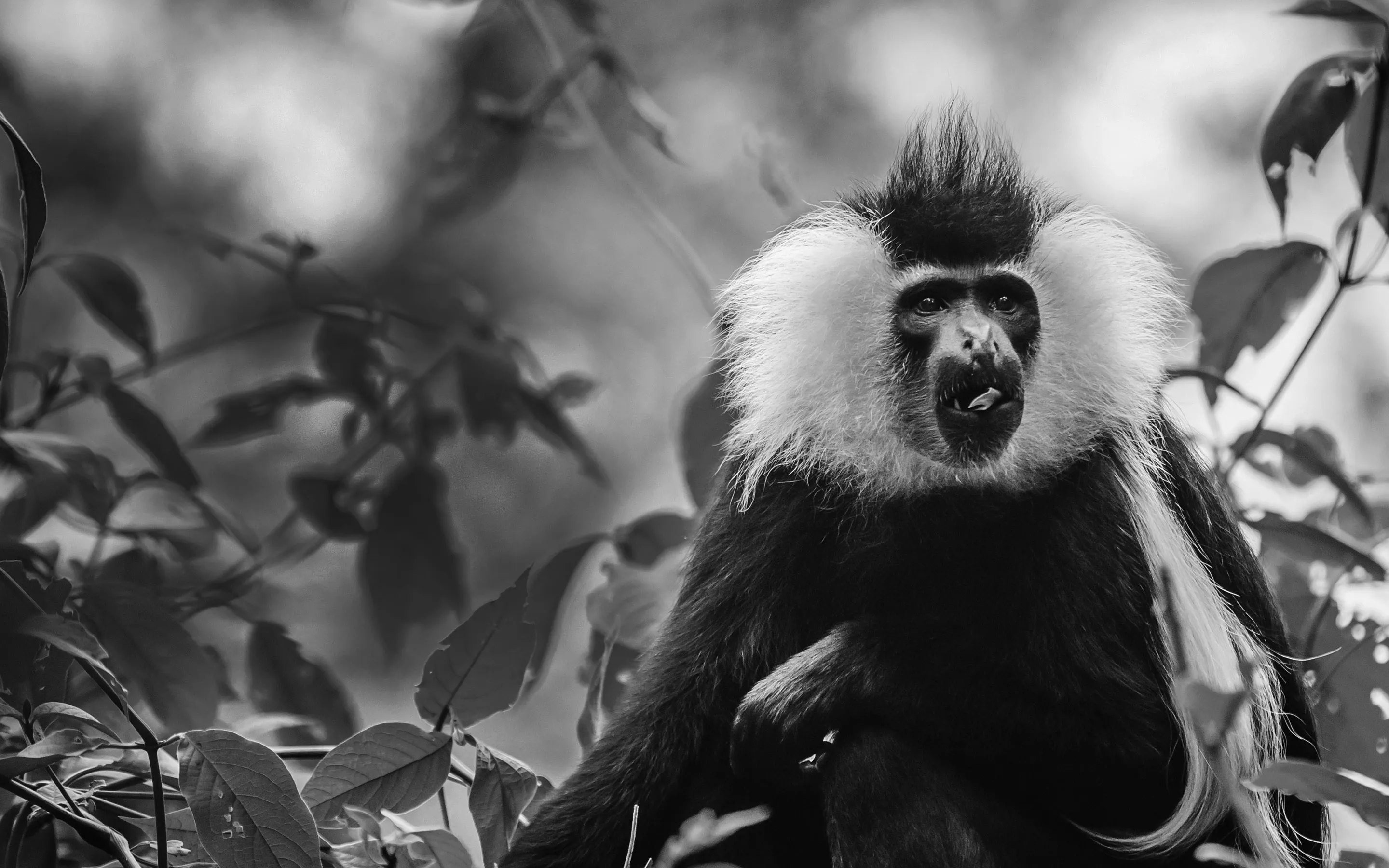 Colobus Monkey at One&Only Nyungwe House