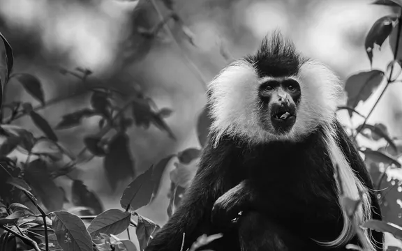 Colobus Monkey at One&Only Nyungwe House