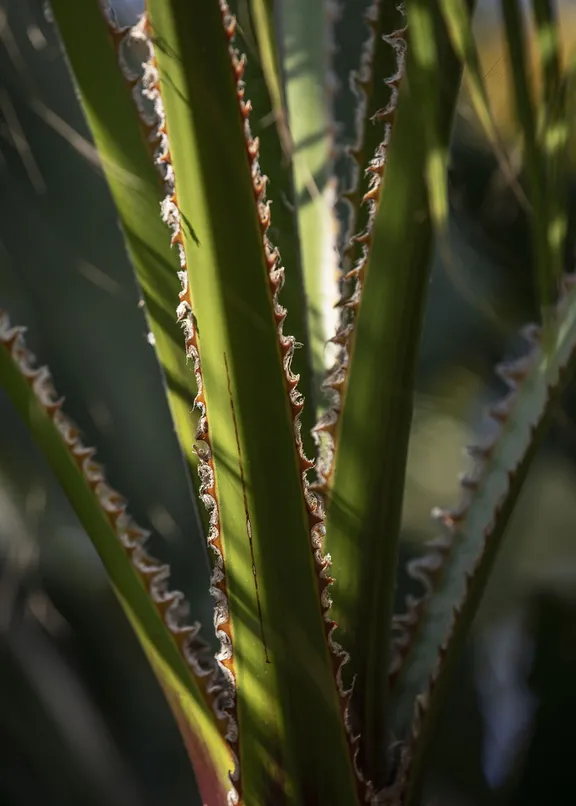 Green plant leaves in the sunlight at the Graden of One&Only resorts