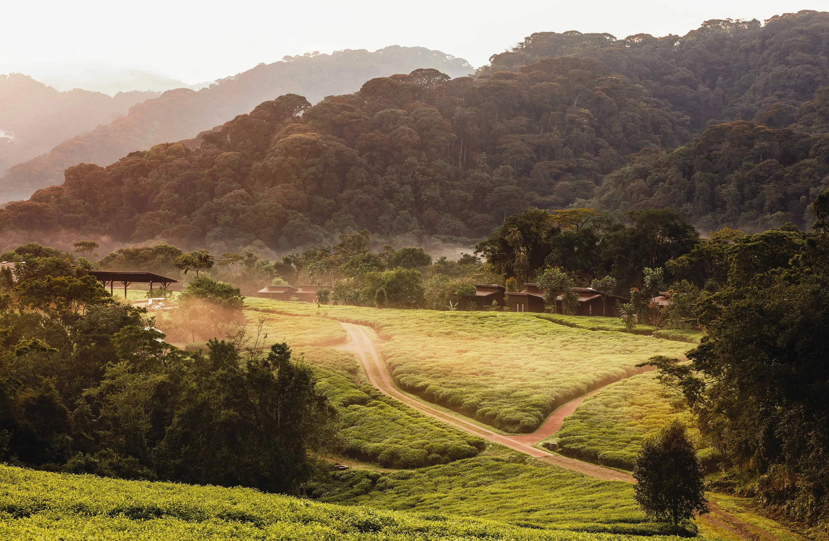 View of a forest at One&Only Nyungwe House