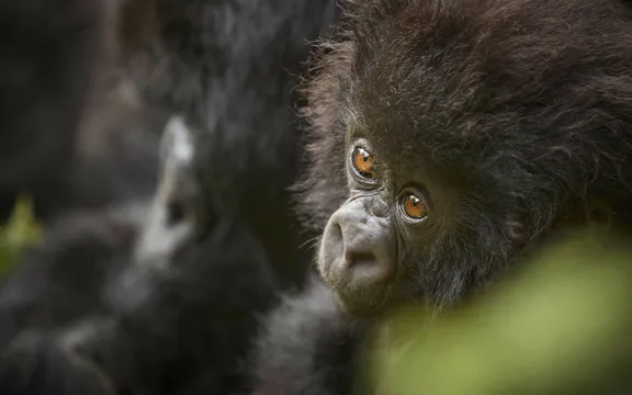 at-home-inside-mountain-gorillas-main2