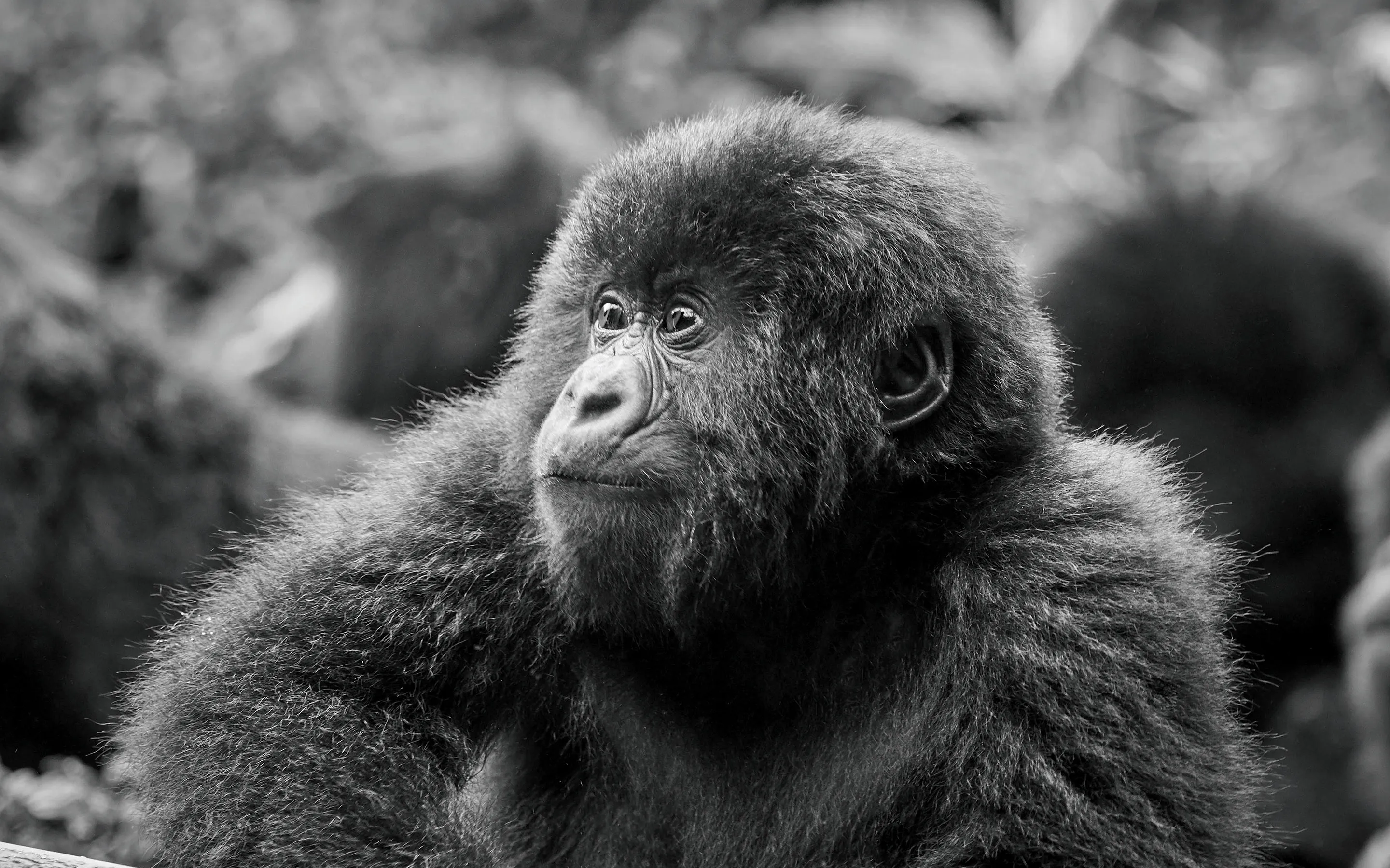 Gorilla at One&Only Gorilla's Nest