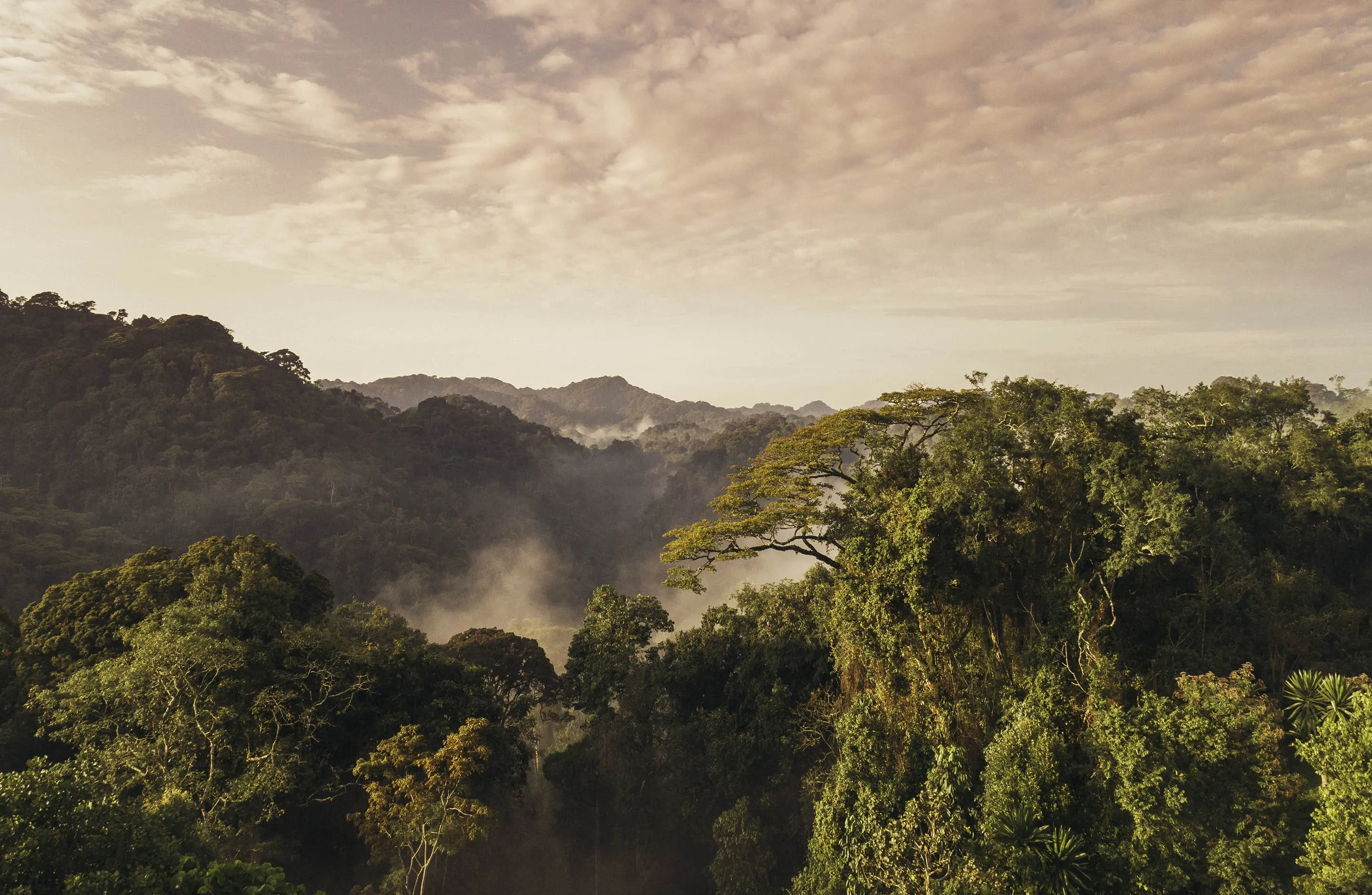 Rainforest View at One&Only Nyungwe House