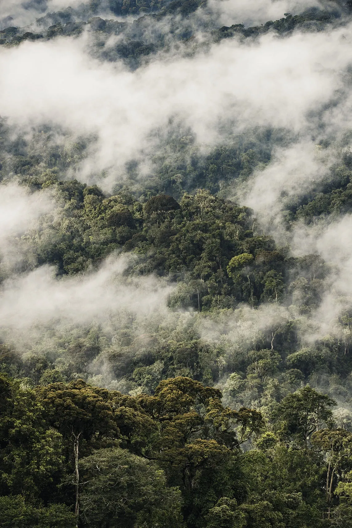 Misty Valley Landscape View at One&Only Nyungwe House