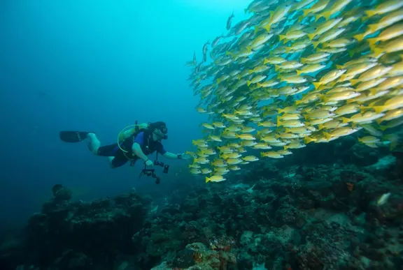 One&Only Reethi Rah - Diving