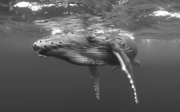 Underwater image of a whale 