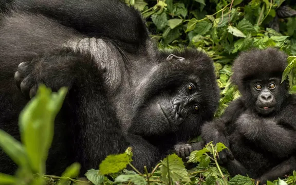 Gorillas on the Grass at One&Only Gorilla Nest