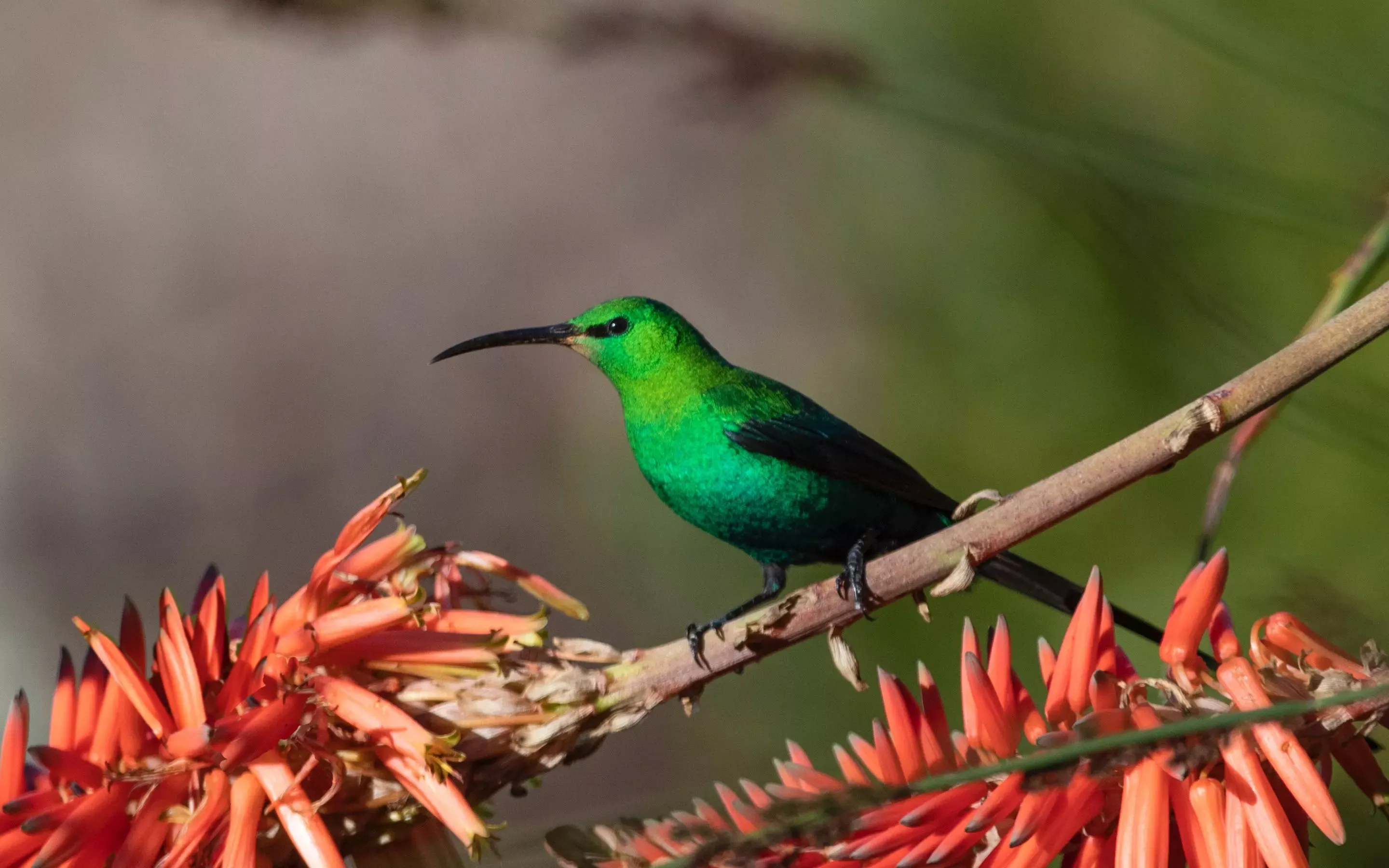 ooct-flora-fauna-3-crop