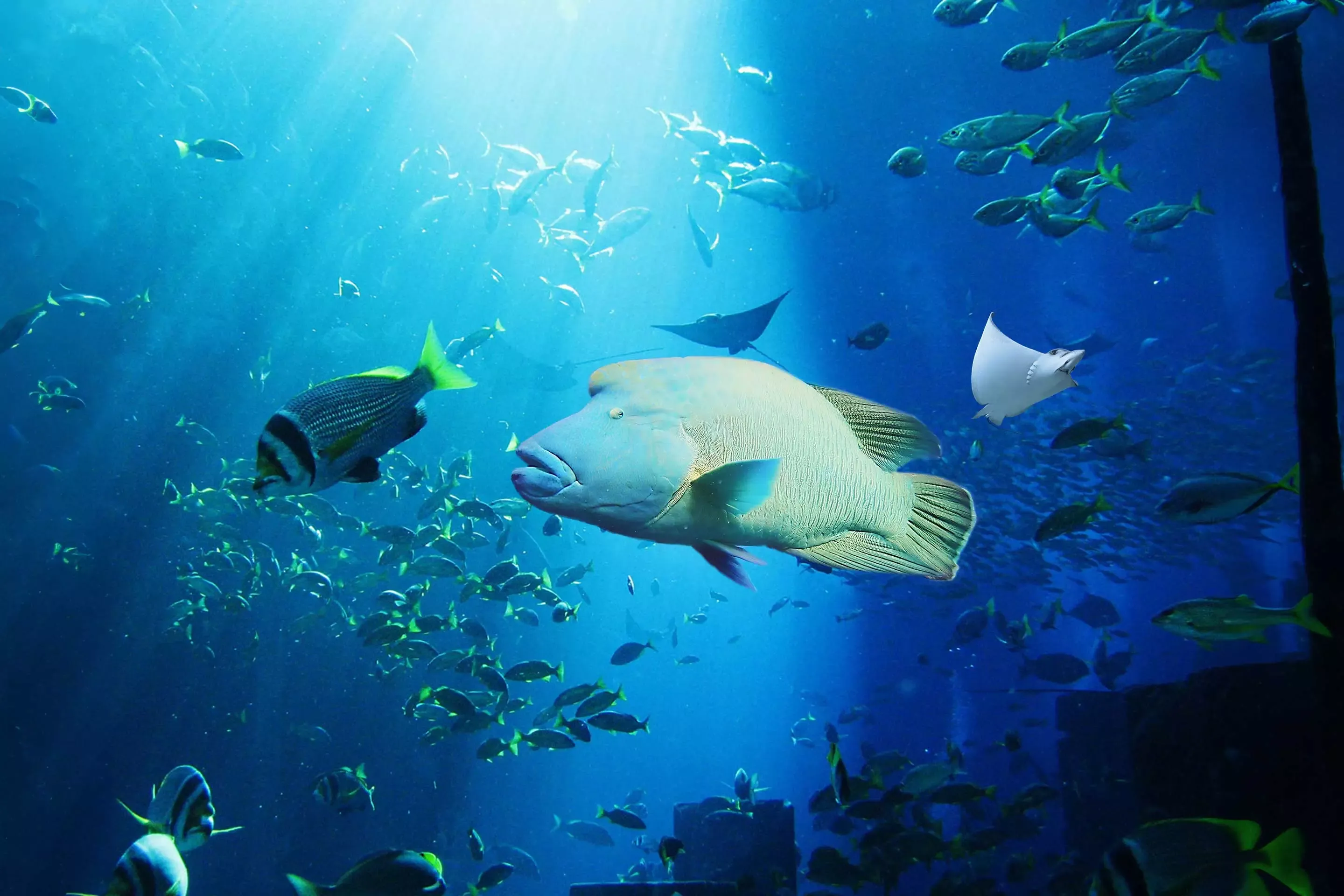 The Lost Chambers Aquarium at Atlantis Dubai