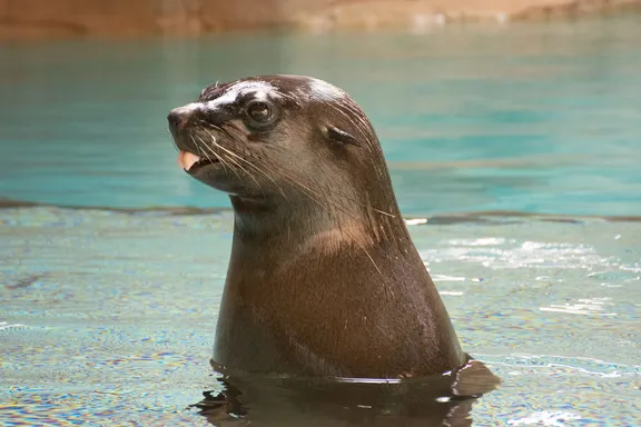 Sea Lion Roger in Aquaventure