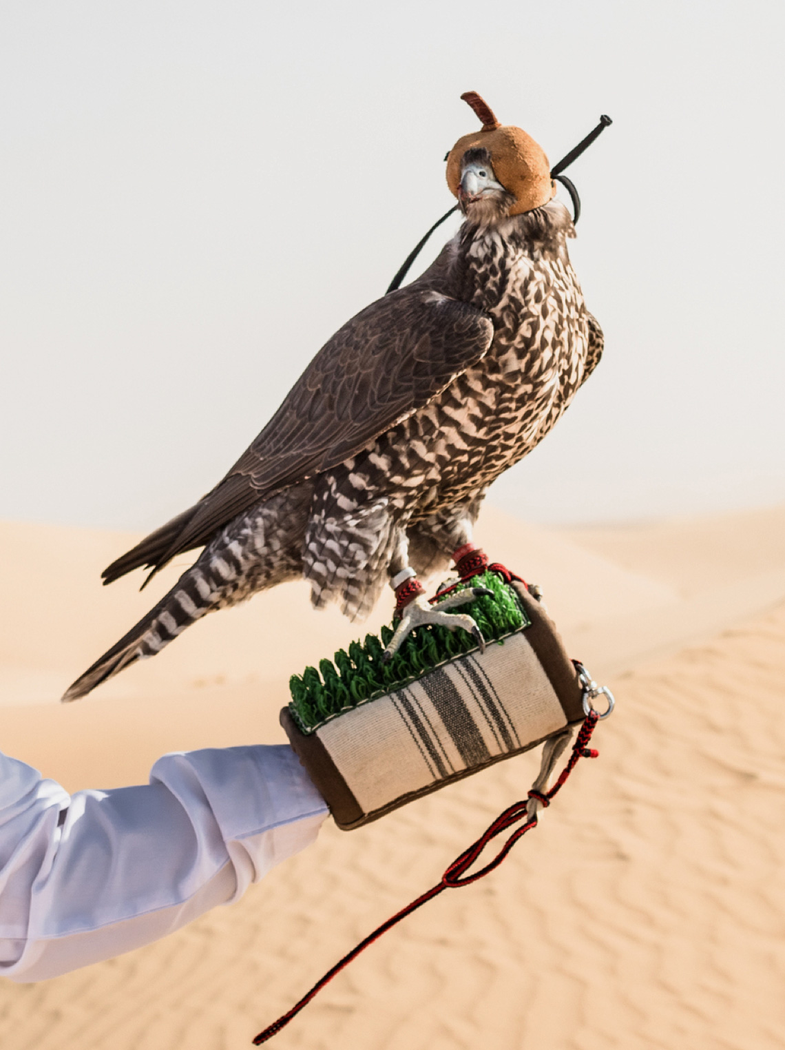 Falconry