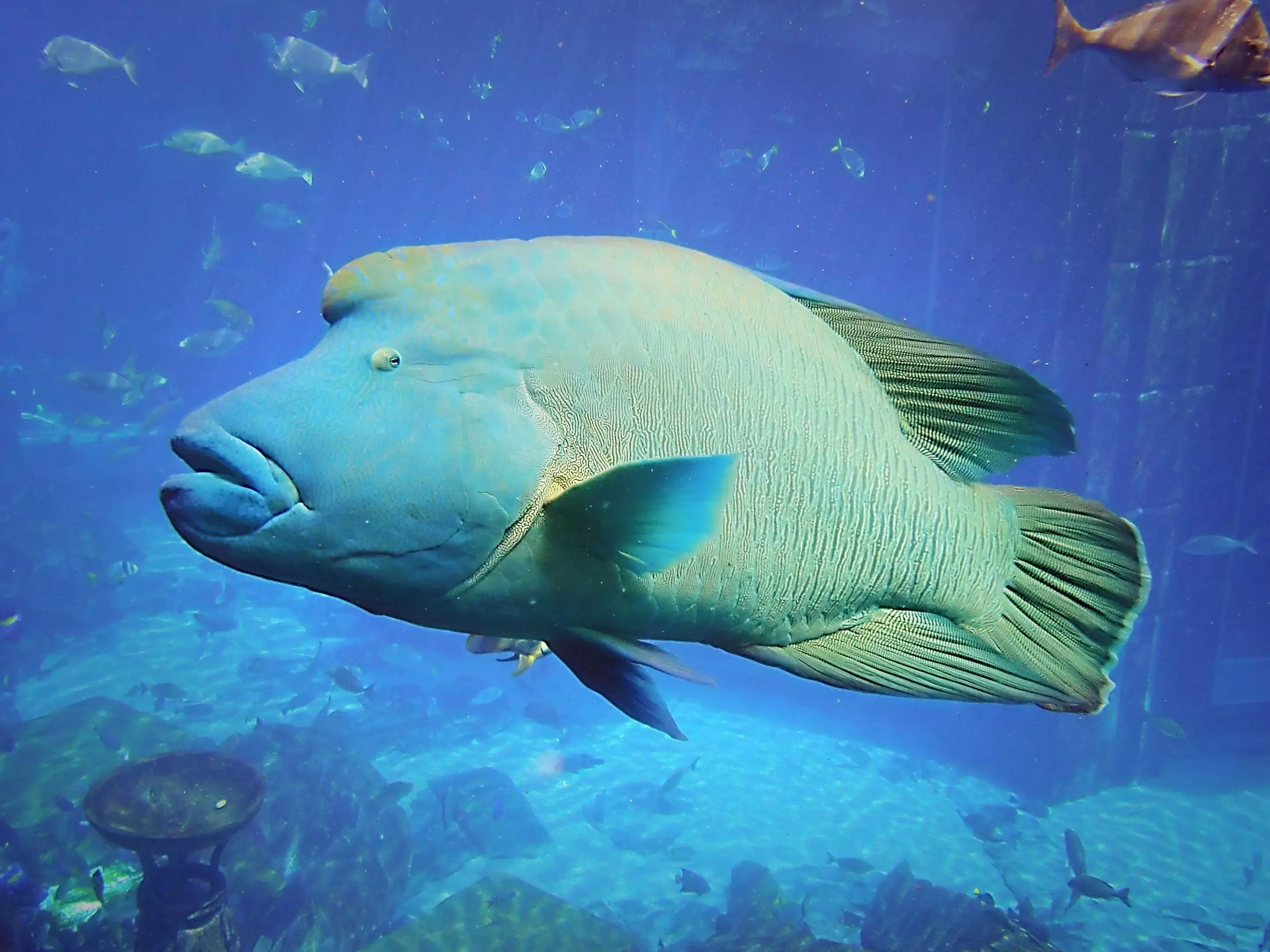 Wrasse Lost Chambers Aquarium