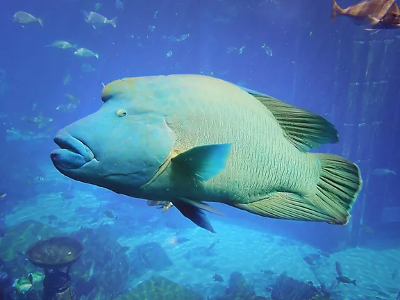 Wrasse Lost Chambers Aquarium