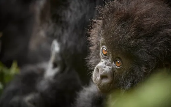 Gorilla infant at One&Only Gorilla’s Nest