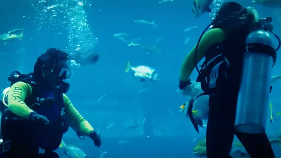 Atlantis The Palm Aquarium