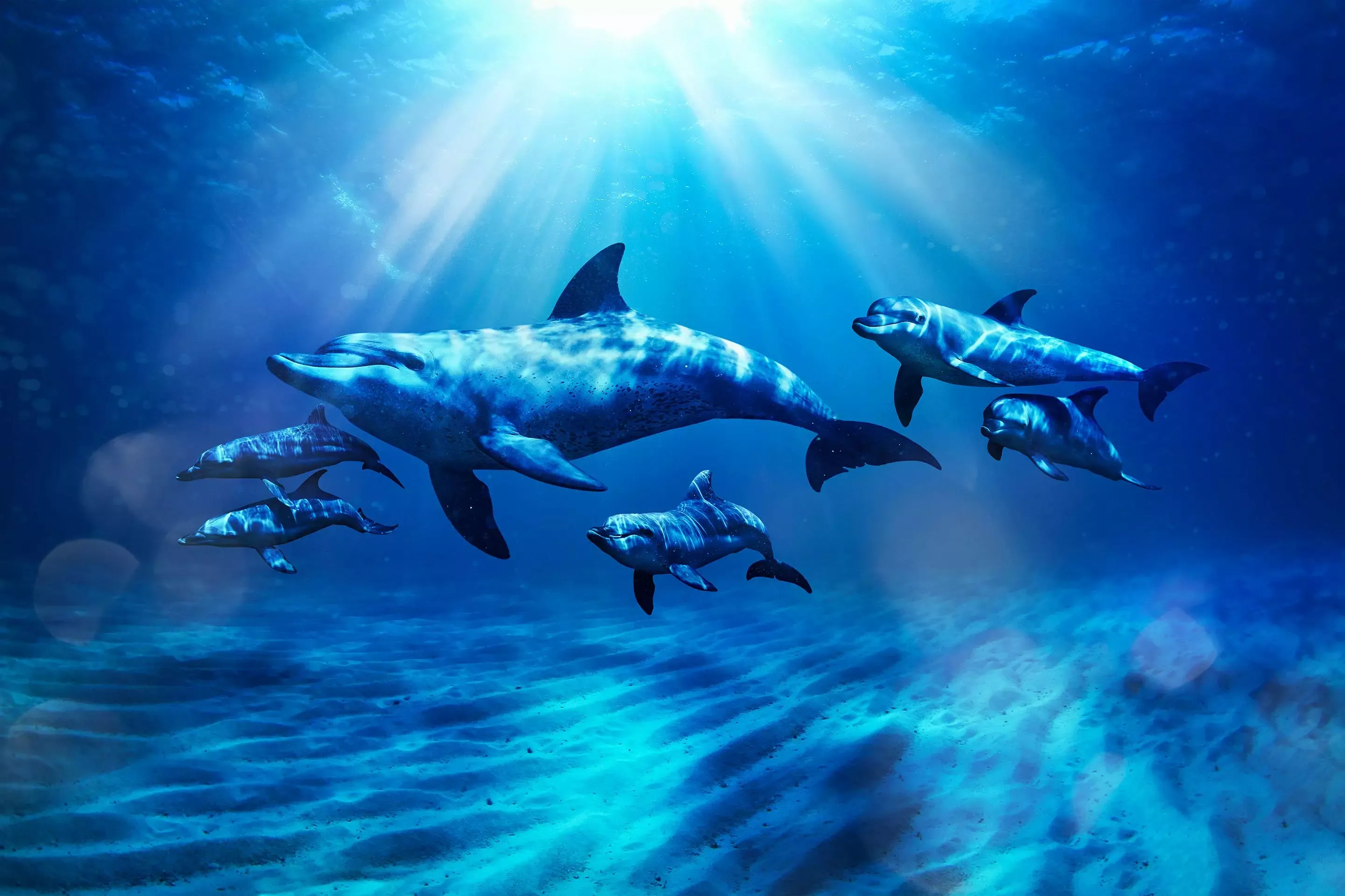 Dolphins at Aquaventure World