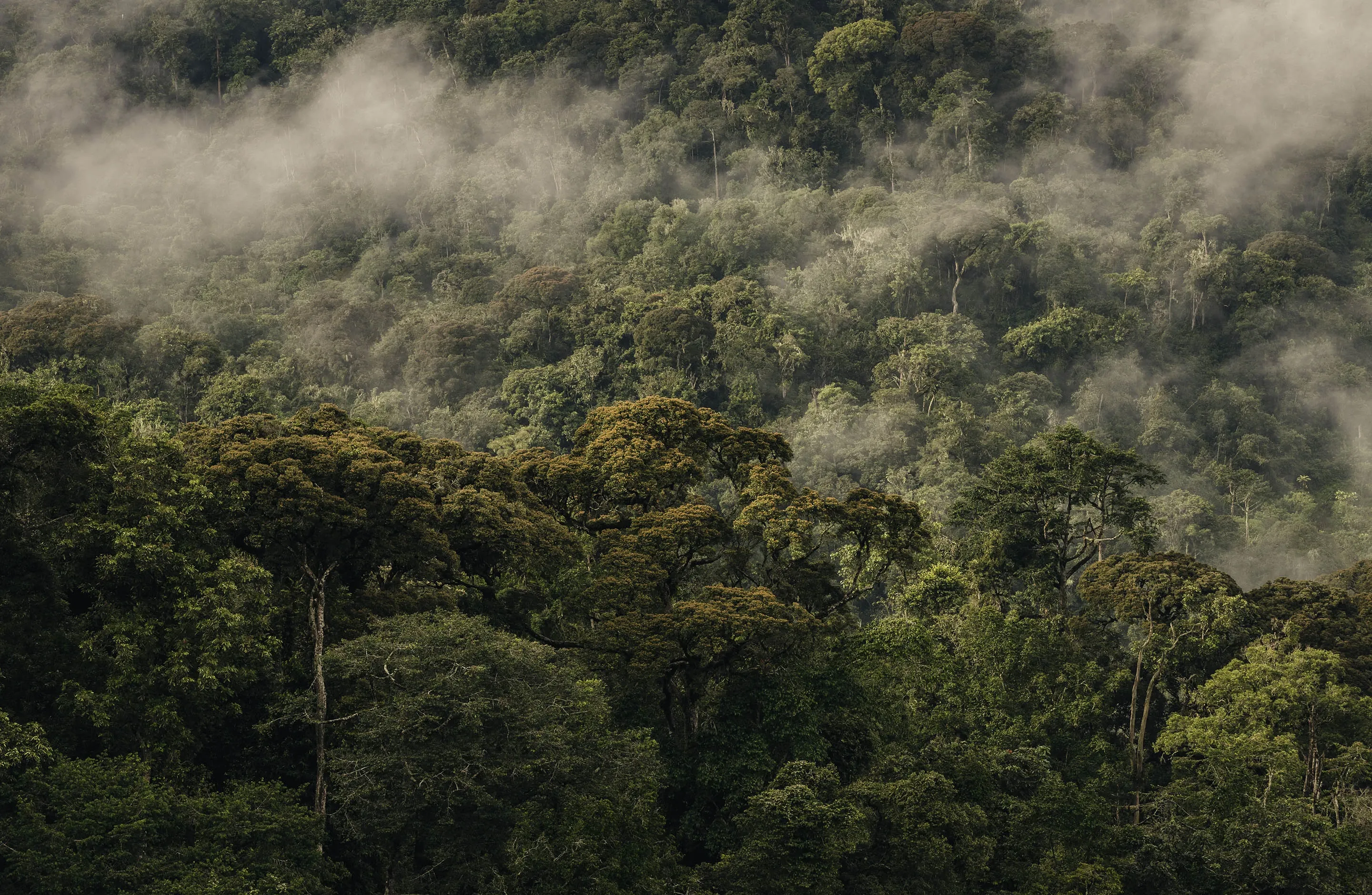 Misty Valley Landscape View at One&Only Nyungwe House