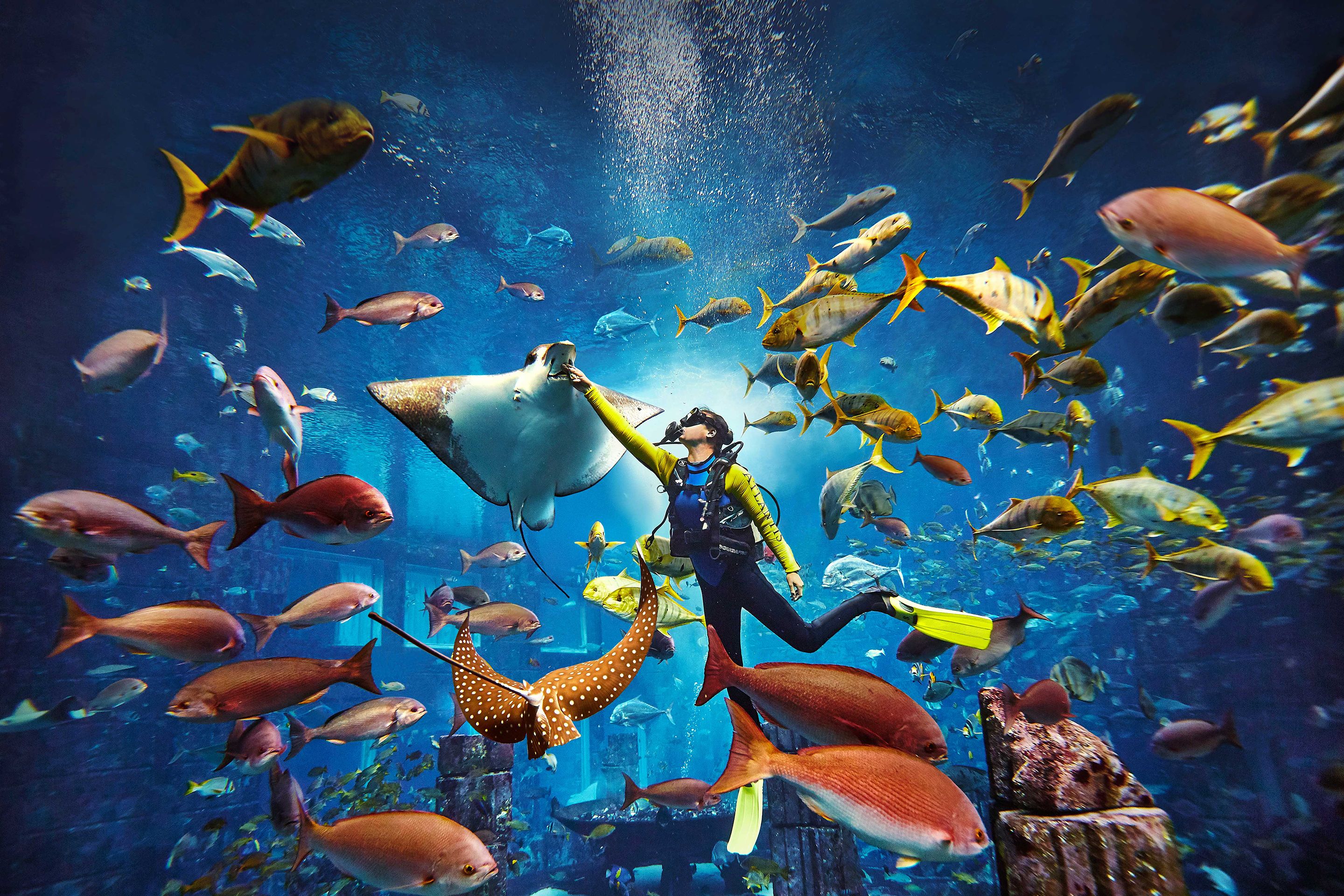 Diver Feeding the Stingrays in Atlantis, Dubai