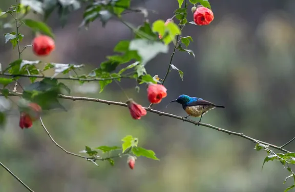 One&Only Rwanda - Birdwatching