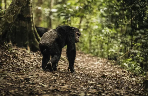 Chimpanzee Trekking at One&Only Nyungwe House