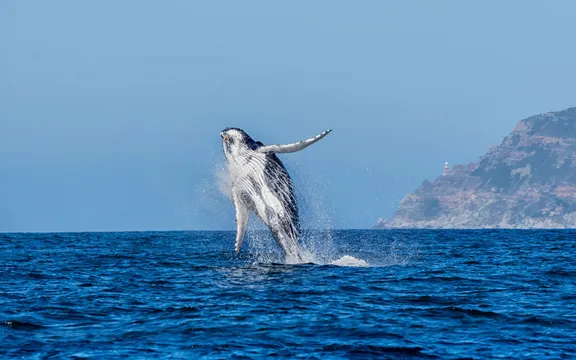 Whale watching at One&Only Cape Town