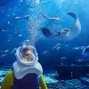 Diving