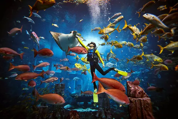 Diver Ambassador Lagoon