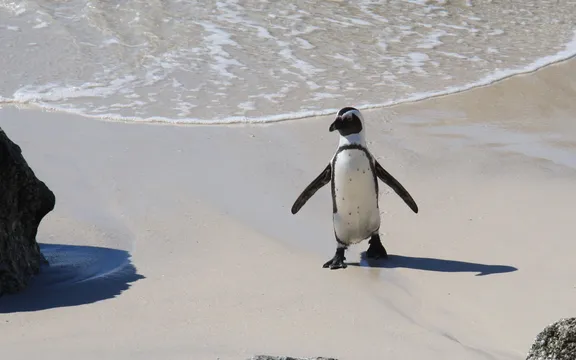 ooct-african-penguins-landscape