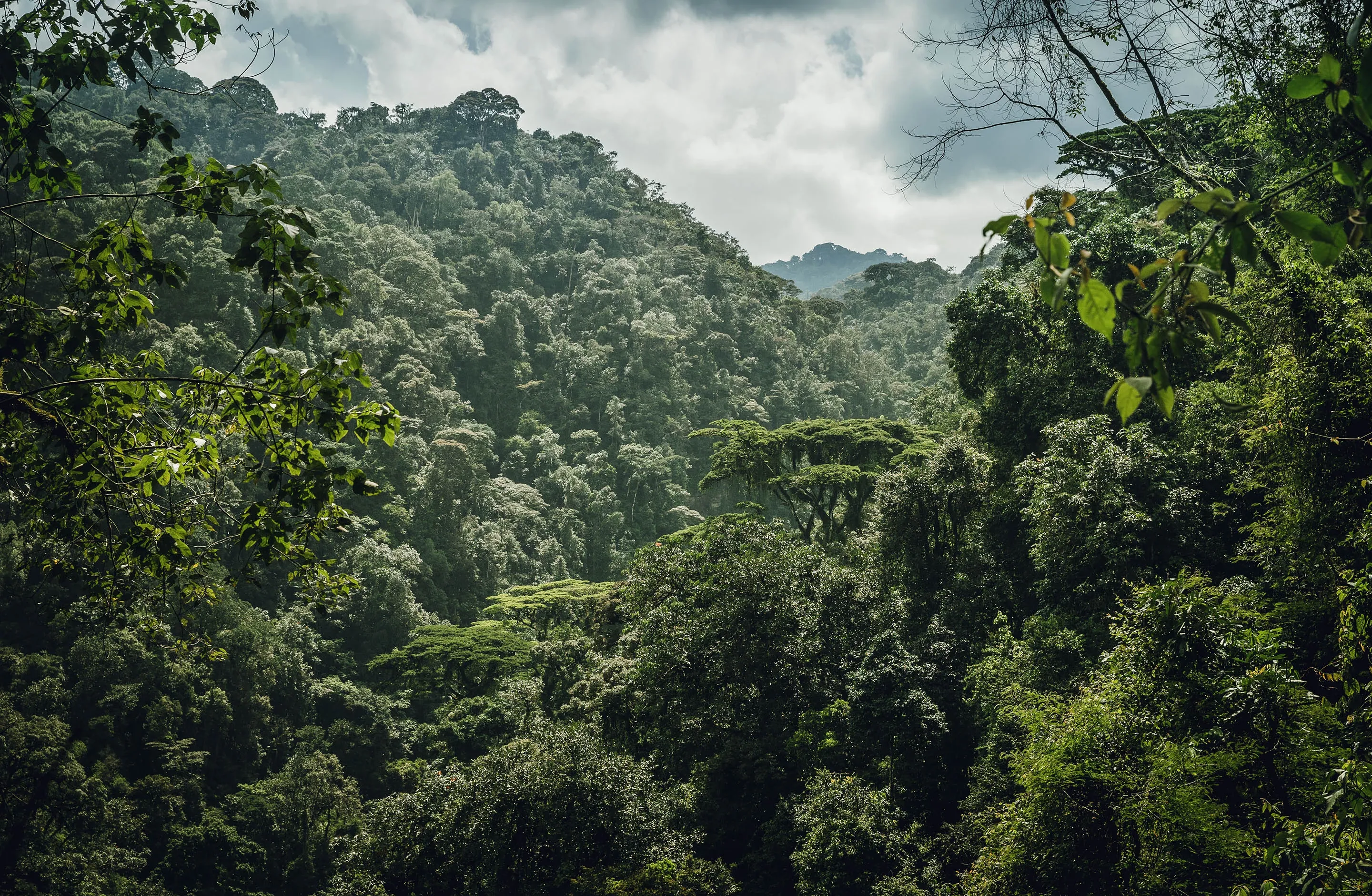 Forest View at One&Only Nyungwe House