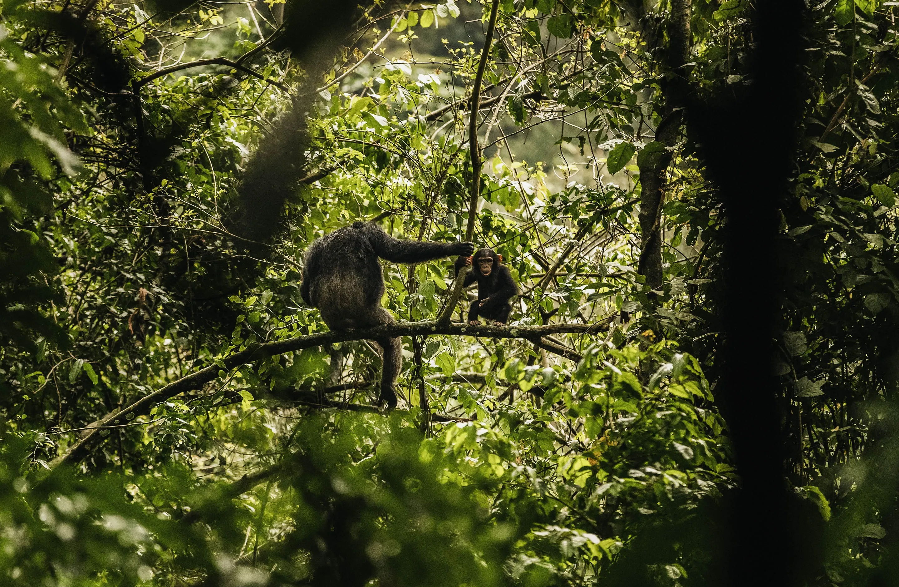 Chimpanzees sitting on the trees at One&Only Nyungwe House