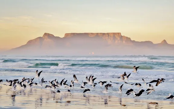 Flock of birds by the ocean with the stunning Table Mountain landscape in the background