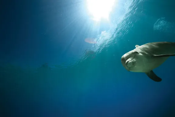Dolphin experiences in Atlas Village, Aquaventure