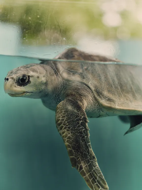 One&Only Reethi Rah - Turtle