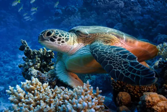 Sea Turtle at One&Only Cape Town