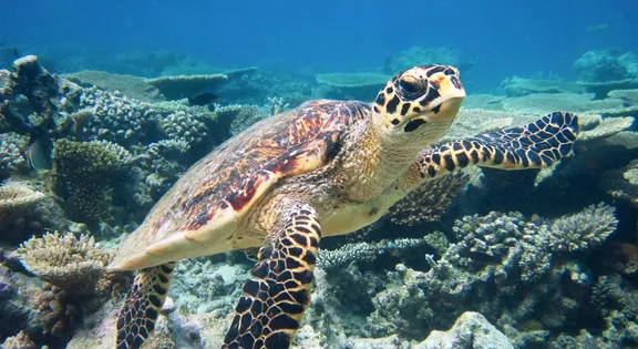 Turtle at One&Only Reethi Rah
