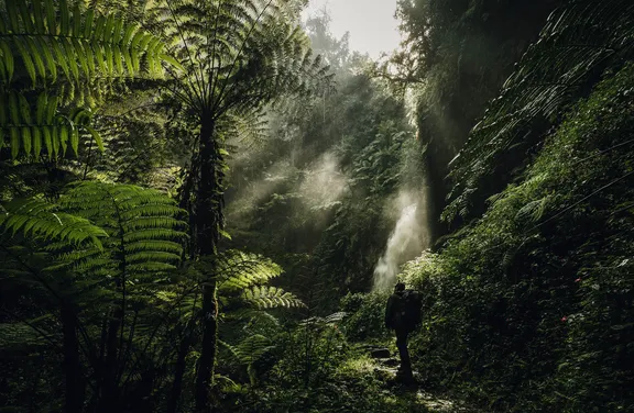 Man walking through a Nyungwe National Park