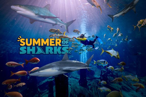 AQW Summer of sharks web